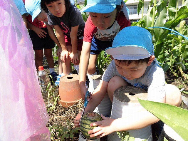 �X�C�J�̎��n