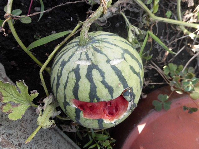 �X�C�J�̎��n