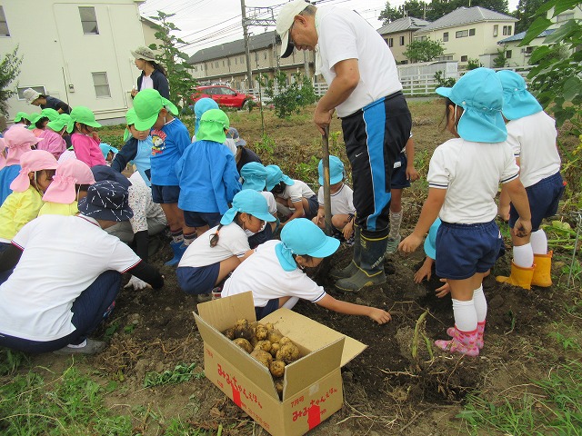 ジャガイモ掘り