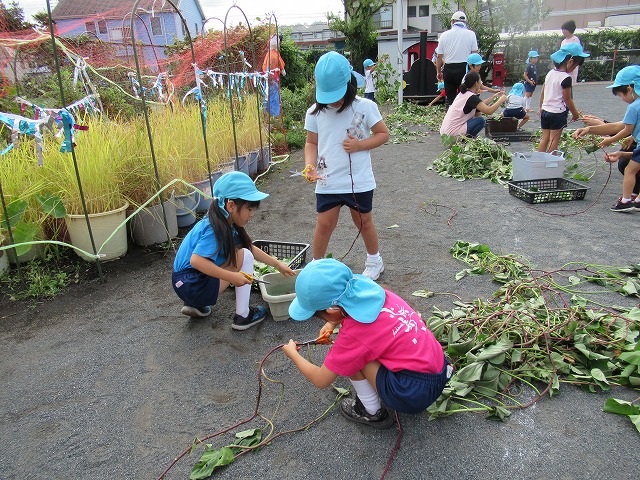 �T�c�}�C���̂�