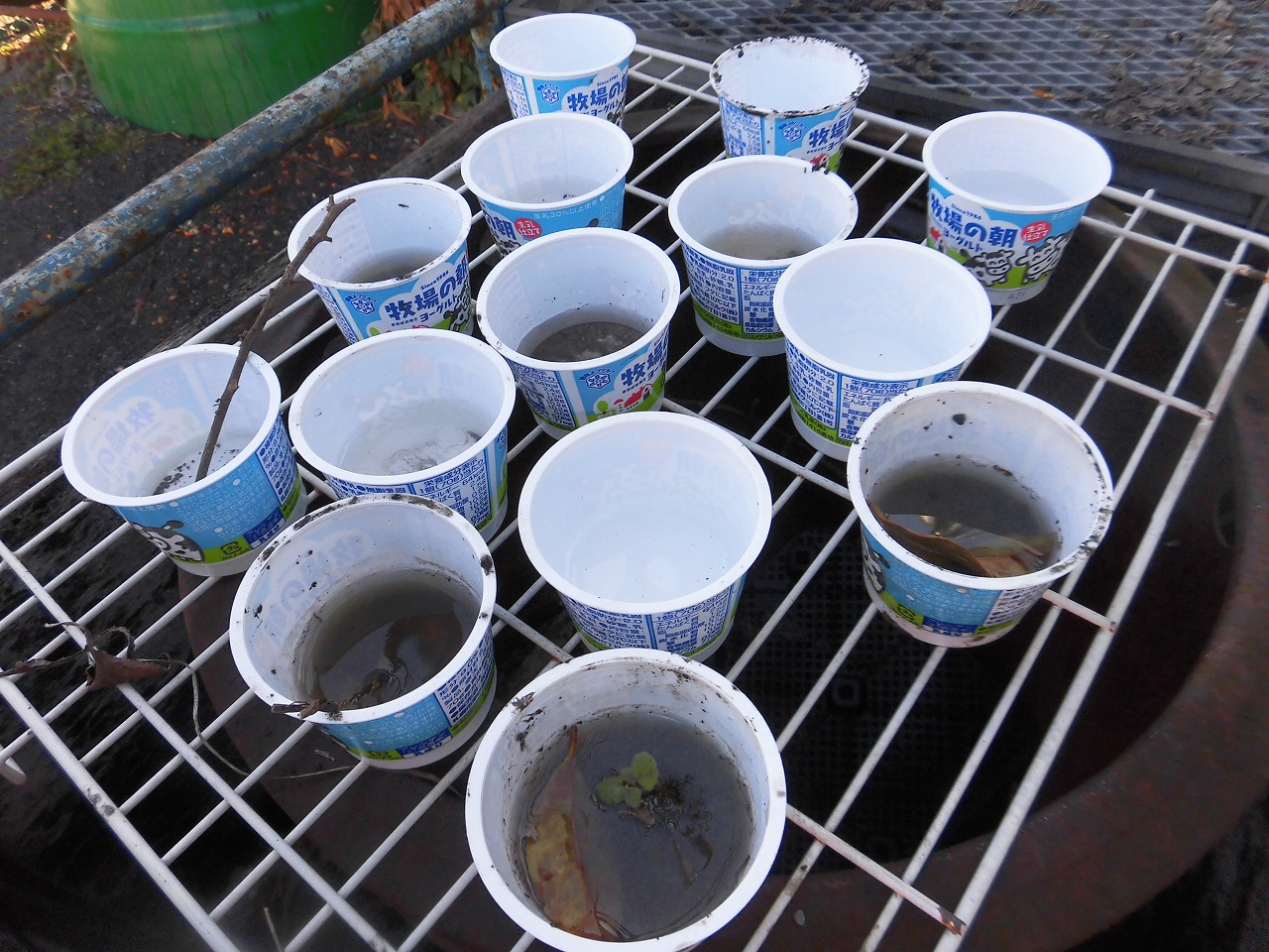 ���݂ꂮ��